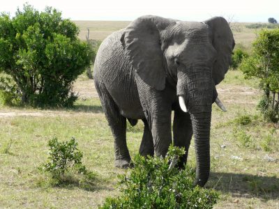 elephant-gccda3c407_1920