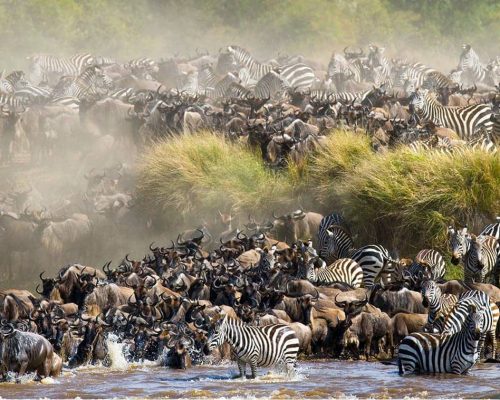 great-migration-masai-mara-kenya